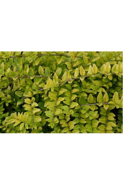 Жимолость шапкова Голден Глоу